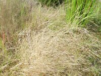 Agrostis scabra 8, Zilverstruisgras, Saxifraga-Rutger Barendse