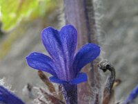 Ajuga orientalis 2, Saxifraga-Rutger Barends