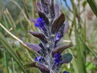 Ajuga orientalis 3, Saxifraga-Jeroen Willemsen