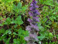 Ajuga orientalis 6, Saxifraga-Ed Stikvoort