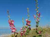 Alcea rosea 10, Stokroos, Saxifraga-Ed Stikvoort