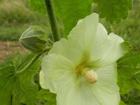 Alcea rosea 3, Stokroos, Saxifraga-Rutger Barendse
