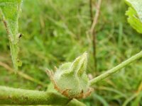 Alcea rosea 4, Stokroos, Saxifraga-Rutger Barendse