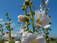 Alcea rosea 9, Stokroos, Saxifraga-Ed Stikvoort