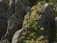 Alchemilla saxatilis 3, Saxifraga-Willem van Kruijsbergen