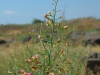 Alhagi maurorum 3, Saxifraga-Ed Stikvoort