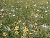 Alkanna primuliflora 2, Saxifraga-Dirk Hilbers