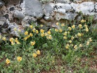 Alkanna primuliflora 3, Saxifraga-Dirk Hilbers