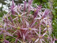 Allium cristophii 4, Saxifraga-Ed Stikvoort