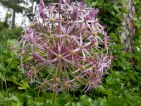 Allium cristophii 5, Saxifraga-Ed Stikvoort