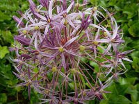 Allium cristophii 6, Saxifraga-Ed Stikvoort