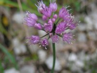 Allium lusitanicum 5, Saxifraga-Ed Stikvoort : jura2010
