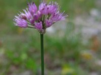 Allium lusitanicum 6, Saxifraga-Ed Stikvoort : jura2010