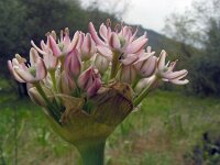 Allium nigrum 17, Saxifraga-Ed Stikvoort