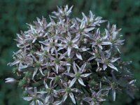 Allium nigrum 20, Saxifraga-Jan van der Straaten