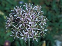 Allium nigrum 21, Saxifraga-Jan van der Straaten