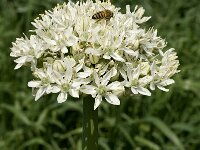 Allium nigrum 5, Saxifraga-Jan van der Straaten