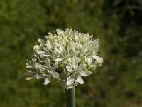 Allium nigrum 9, Saxifraga-Jan van der Straaten