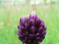 Allium rotundum 4, Ronde look, Saxifraga-Jan Willem Jongepier
