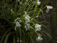 Allium triquetrum 12, Driekantige look, Saxifraga-Willem van Kruijsbergen