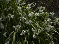 Allium triquetrum 21, Driekantige look, Saxifraga-Willem van Kruijsbergen