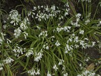 Allium triquetrum 29, Driekantige look, Saxifraga-Willem van Kruijsbergen