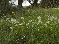 Allium triquetrum 33, Driekantige look, Saxifraga-Willem van Kruijsbergen