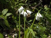 Allium triquetrum 36, Driekantige look, Saxifraga-Willem van Kruijsbergen