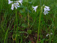 Allium triquetrum 50, Driekantige look, Saxifraga-Ed Stikvoort
