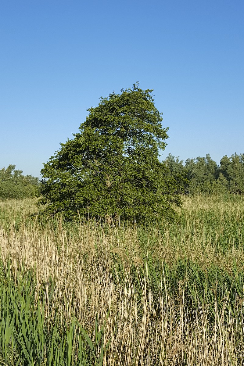 Alnus glutinosa, Alder
