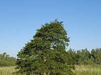 Alnus glutinosa, Alder