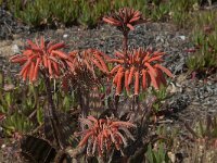 Aloe mitriformis 3, Saxifraga-Willem van Kruijsbergen