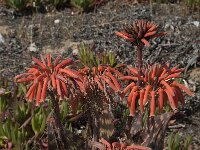 Aloe mitriformis 4, Saxifraga-Willem van Kruijsbergen