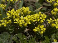 Alyssum simplex 10, Saxifraga-Willem van Kruijsbergen