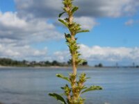 Amaranthus albus 16, Witte amarant, Saxifraga-Ed Stikvoort