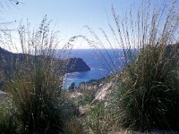 Ampelodesmos mauritanica 2, Saxifraga-Piet Zomerdijk