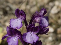 Anacamptis boryi 10, Saxifraga-Willem van Kruijsbergen