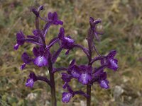 Anacamptis boryi 11, Saxifraga-Willem van Kruijsbergen