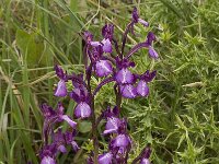 Anacamptis boryi 15, Saxifraga-Willem van Kruijsbergen