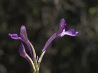 Anacamptis boryi 2, Saxifraga-Willem van Kruijsbergen