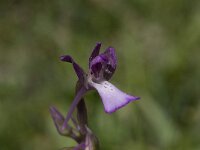 Anacamptis boryi 4, Saxifraga-Willem van Kruijsbergen