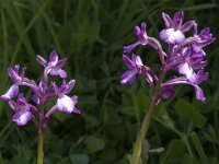 Anacamptis boryi 5, Saxifraga-Willem van Kruijsbergen
