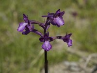 Anacamptis boryi 7, Saxifraga-Willem van Kruijsbergen