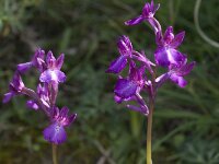 Anacamptis boryi 8, Saxifraga-Willem van Kruijsbergen