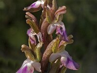 Anacamptis collina 12, Saxifraga-Jan van der Straaten