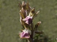 Anacamptis collina 13, Saxifraga-Jan van der Straaten