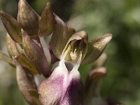 Anacamptis collina 14, Saxifraga-Jan van der Straaten
