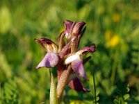 Anacamptis collina 15, Saxifraga-Hans Dekker