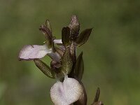 Anacamptis collina 2, Saxifraga-Willem van Kruijsbergen
