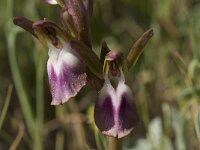 Anacamptis collina 7, Saxifraga-Willem van Kruijsbergen